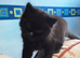 Playful Kittens for sale. From 35 00 pounds.