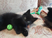Playful Black Kitten.  30. pounds.