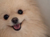 Two years old mini pomeranian