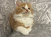 Ginger/white MaineCoon/RagdollX Long Haired