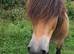Exmoor Ponies for conservation grazing x3
