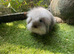 Seal point and sable mini lion lop baby rabbits