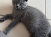 Ready for new homes GCCF British Blue Kittens