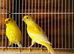 Canary birds