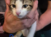 Beautiful maine coon cross kittens