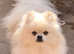 Russian toy Pomeranian boy