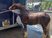 Fantastic riding pony