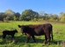2 black galloway cows with heifer calves at foot for sale