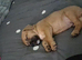 Male Mixed breed puppy for sale in oxford