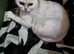Beautiful bsh female