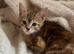 3x kittens ready to find forever homes 9 weeks old