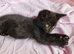 Last baby girl and boy kittens, ip3
