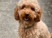 Stud - toy poodle