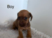 Pip jack Russel x Daxie puppies