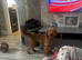 Labradoodle