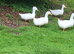 White Ducks
