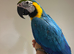 Young Friendly Super Tame Talking Blue & Gold Macaw