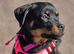 Rottweiler puppy 7 months