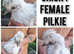 Chicks for sale