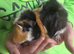 Various piggies bonded or single
