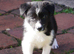 Top Quality Border Collie Pups