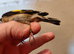 1 pair goldfinchs for sale 2025