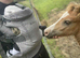 Handsome Young Pony/Gelding to Good Home