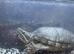 2 musk turtles