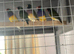 Young and adult finches