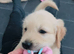 Golden retriever puppy