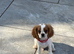 Cavalier King Charles puppies