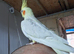 Cockateils