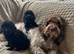 Cockapoo puppy