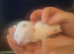 Beautiful boy kitten white and black 3 weeks old