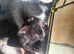 Beautiful Loving Kittens for Sale