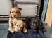 Cocker Spaniels