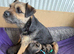 Ready to go now!Border Terrier pup ONLY 1 BOY LEFT! SLEM clear