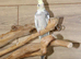 Baby Cockatiels all colours available,24