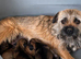 Border terrier puppies KC Registered
