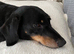 Black and Tan Dachshund Boy