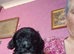 Cavapoo puppy