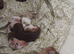 6 lovley pups looking for 5star homes