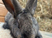 We have the Worlds Biggest Bunnies