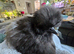 Wanted - silkie chickens