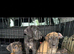 Beautiful rare colour cane Corso puppies. Protection and family dogs