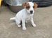 Miniature working jack russel