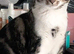 my therapeutic cat is missing please help me