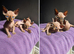 TICA & HEALTH TESTED SPHYNX KITTENS