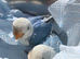 Fisher opaline par blue female youngster