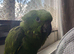 yellow naped amazon baby one left ready to go in 3-4 weeks
